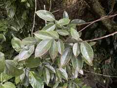 Rourea surinamensis