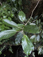 Ficus trigonata