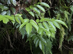 Pterocarpus officinalis