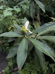 Costus guanaiensis macrostrobilus