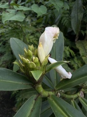 Costus guanaiensis macrostrobilus