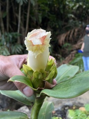 Costus guanaiensis macrostrobilus