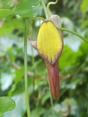 Aristolochia sempervirens