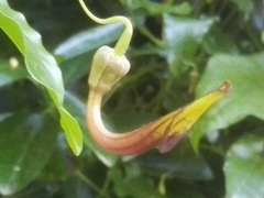 Aristolochia sempervirens