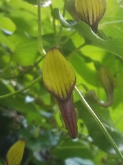 Aristolochia sempervirens