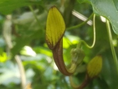 Aristolochia sempervirens