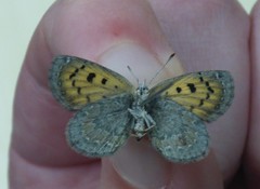 Lycaena tama