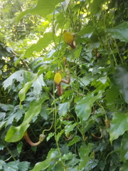 Aristolochia sempervirens