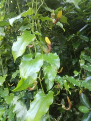 Aristolochia sempervirens