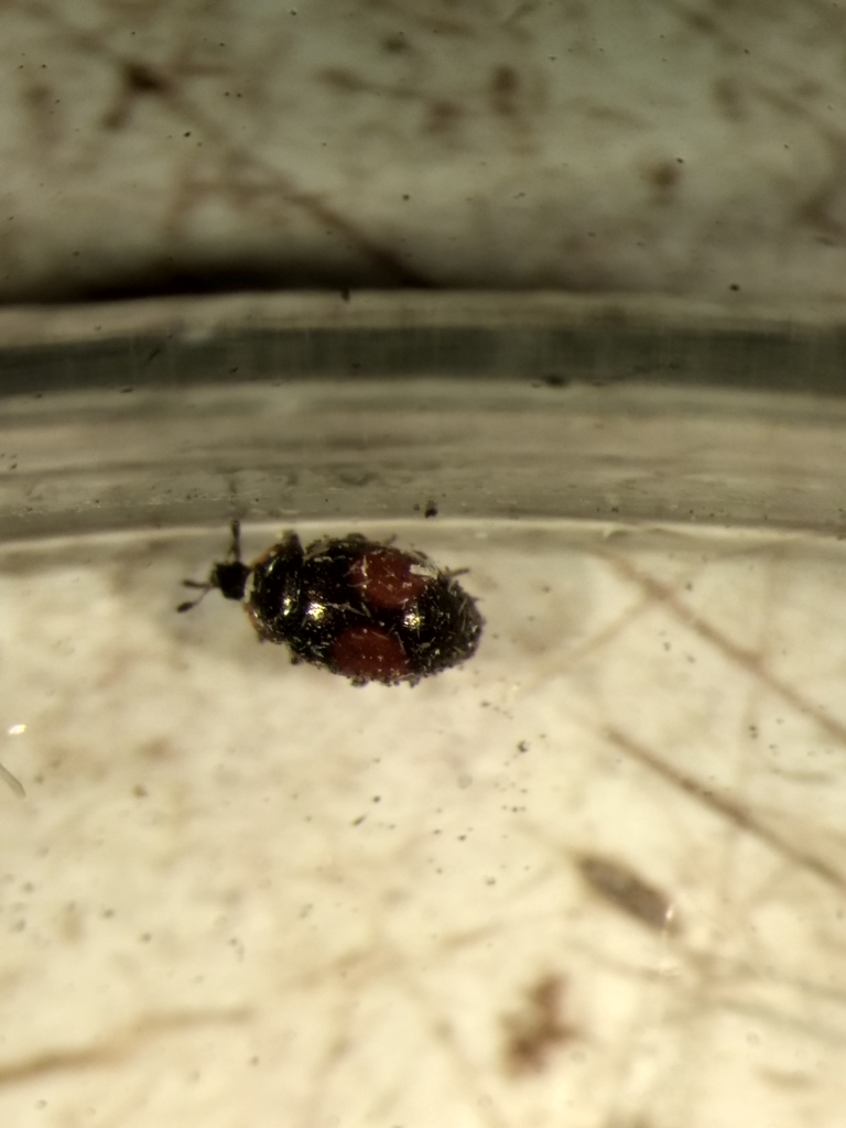 Nipus biplagiatus