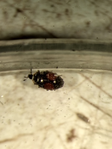 Nipus biplagiatus