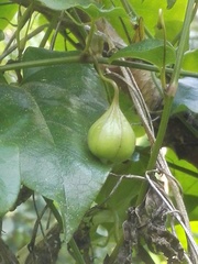 Aristolochia sempervirens