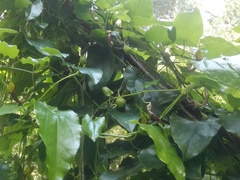 Aristolochia sempervirens