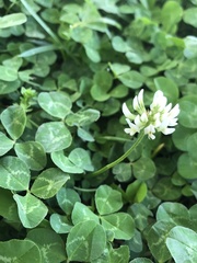 Trifolium repens
