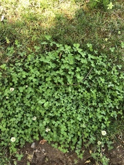 Trifolium repens