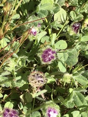 Trifolium barbigerum