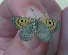 Lycaena tama