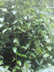 Aristolochia sempervirens