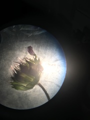 Trifolium barbigerum