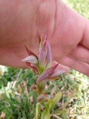 Bilamellaria