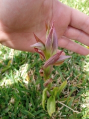 Bilamellaria
