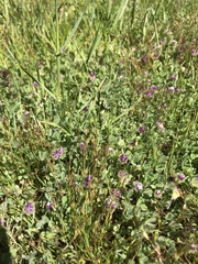 Trifolium barbigerum