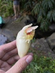 Costus guanaiensis macrostrobilus