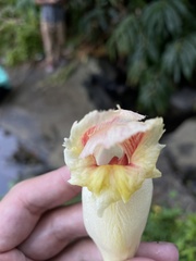Costus guanaiensis macrostrobilus