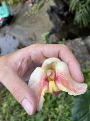 Costus guanaiensis macrostrobilus