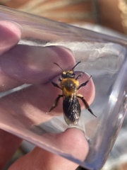 Andrena dunningi