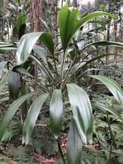 Cordyline petiolaris