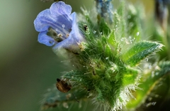Echium parviflorum