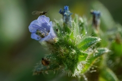 Echium parviflorum