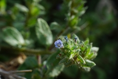 Echium parviflorum