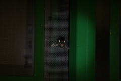 Dasysphinx semicincta