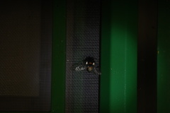 Dasysphinx semicincta