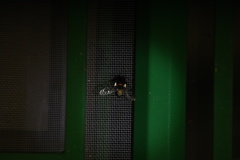 Dasysphinx semicincta