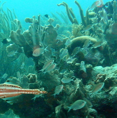 Azurina multilineata