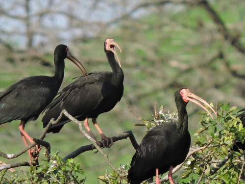 Bare-faced Ibis (Phimosus infuscatus)