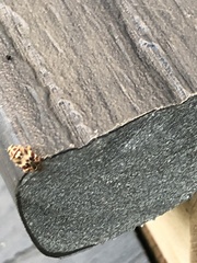 Tropidosteptes quercicola