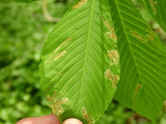Phytomyza aesculi