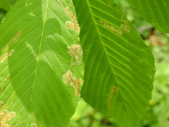 Phytomyza aesculi