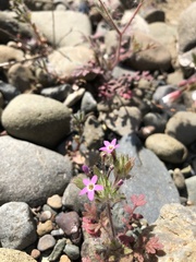 Microsteris gracilis