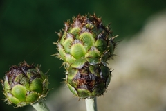 Centaurea ragusina ragusina