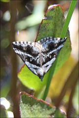 Dichromodes stilbiata