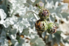 Centaurea ragusina ragusina
