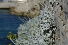 Centaurea ragusina ragusina