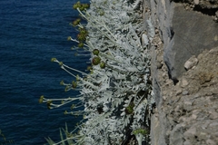 Centaurea ragusina ragusina