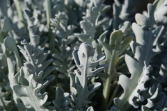 Centaurea ragusina ragusina