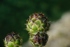Centaurea ragusina ragusina